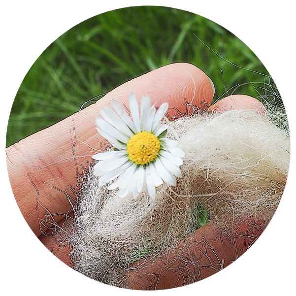 Gänseblümchen auf geöffneter Hand