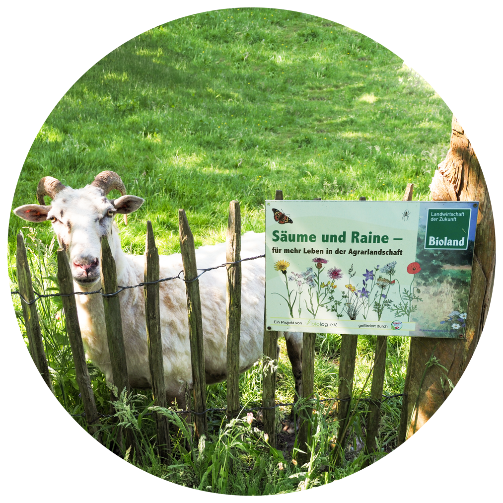 Unser Schaf mit dem Biolandschild 'Säume und Raine' für mehr Leben in der Agrarlandschaft