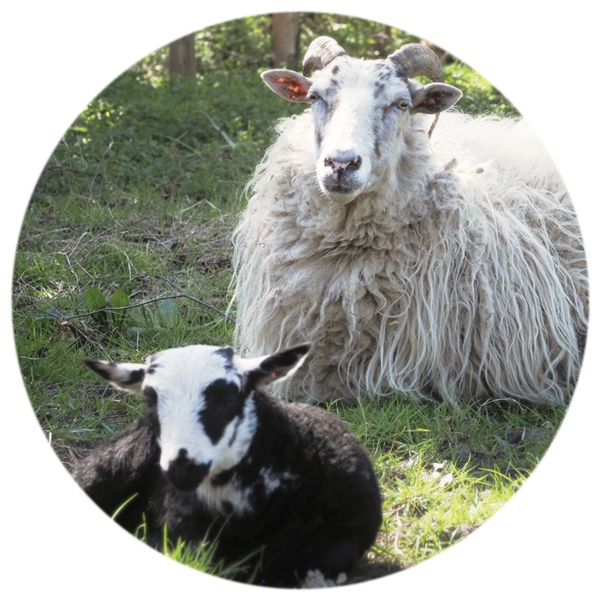 majestätisches Schaf mit Lamm
